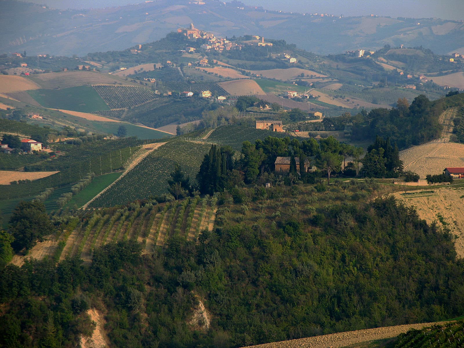 Wijngaarden in Marche, Italië