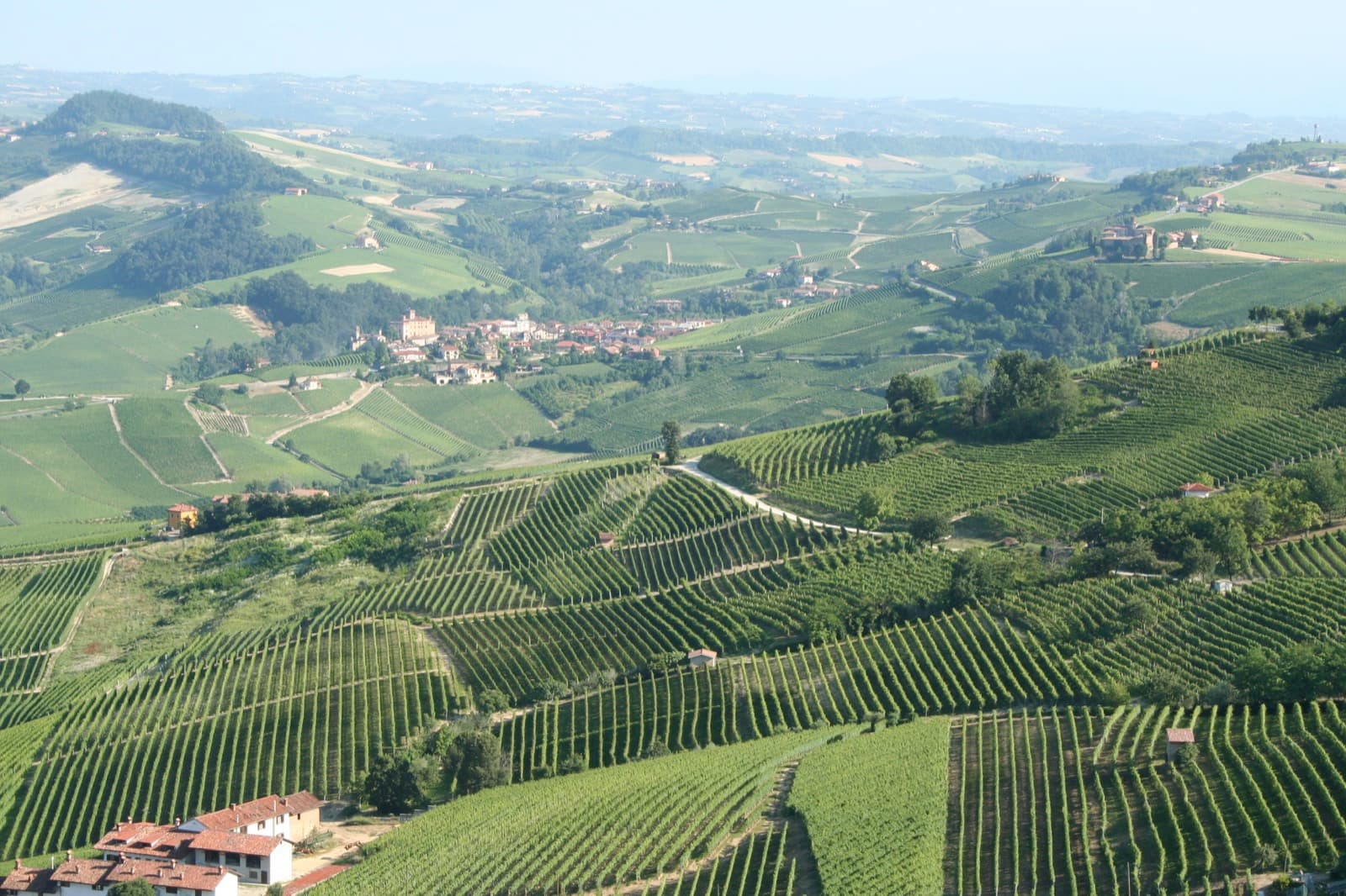 Wijngaarden in Piemonte, Italië